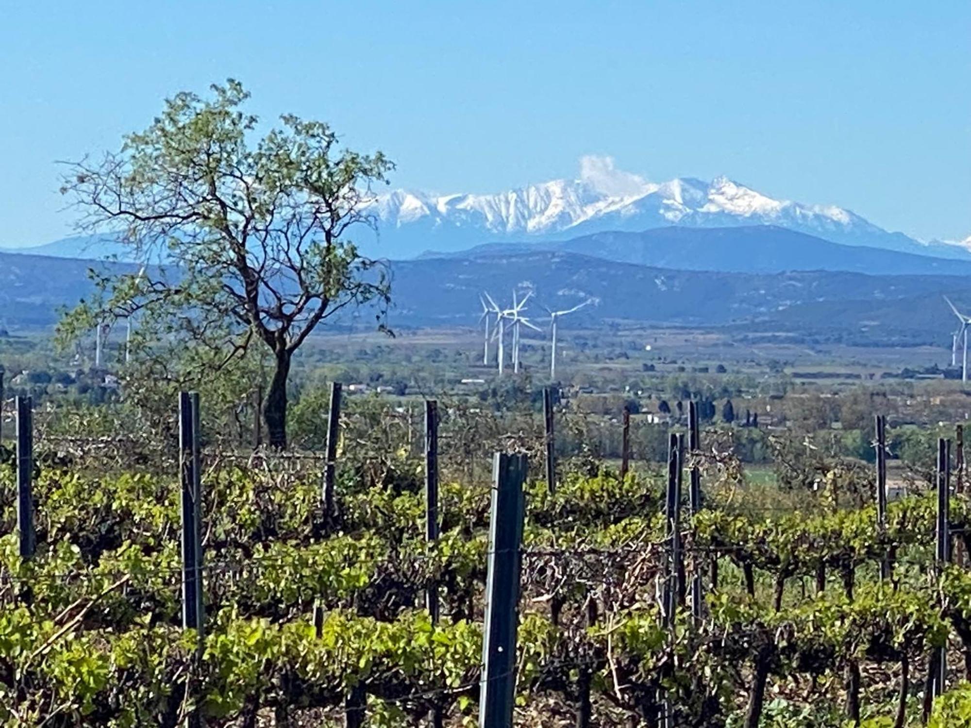 Maison Du Midi, 2 Gites De Charme Ginestas Exteriér fotografie