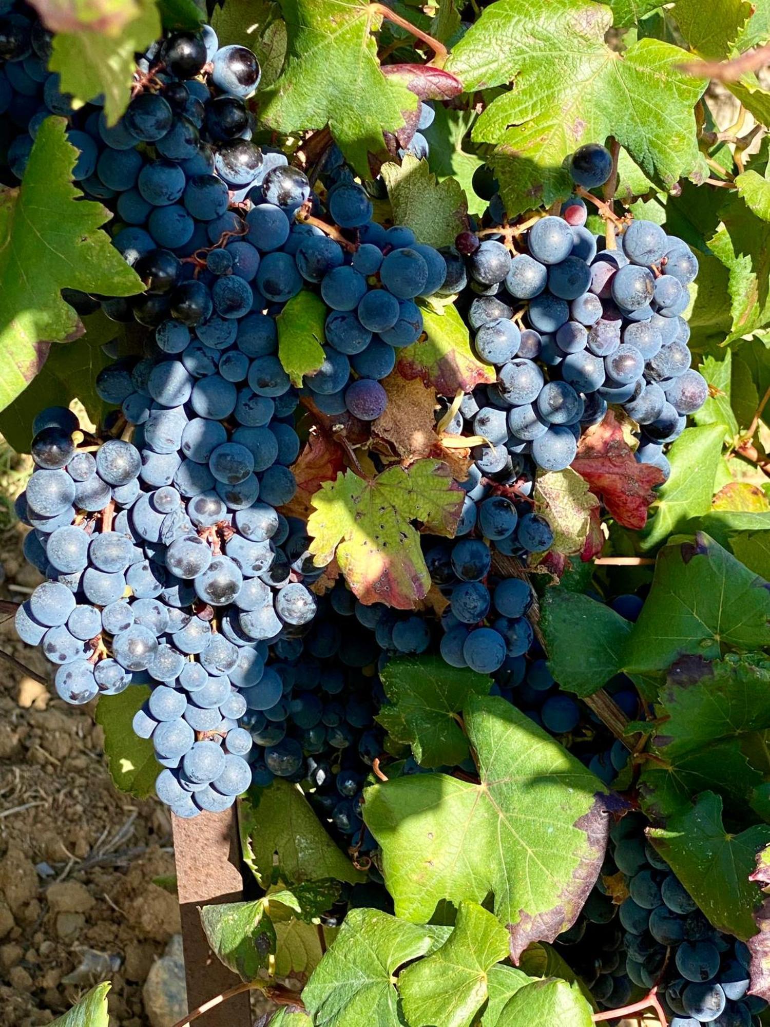 Maison Du Midi, 2 Gites De Charme Ginestas Exteriér fotografie