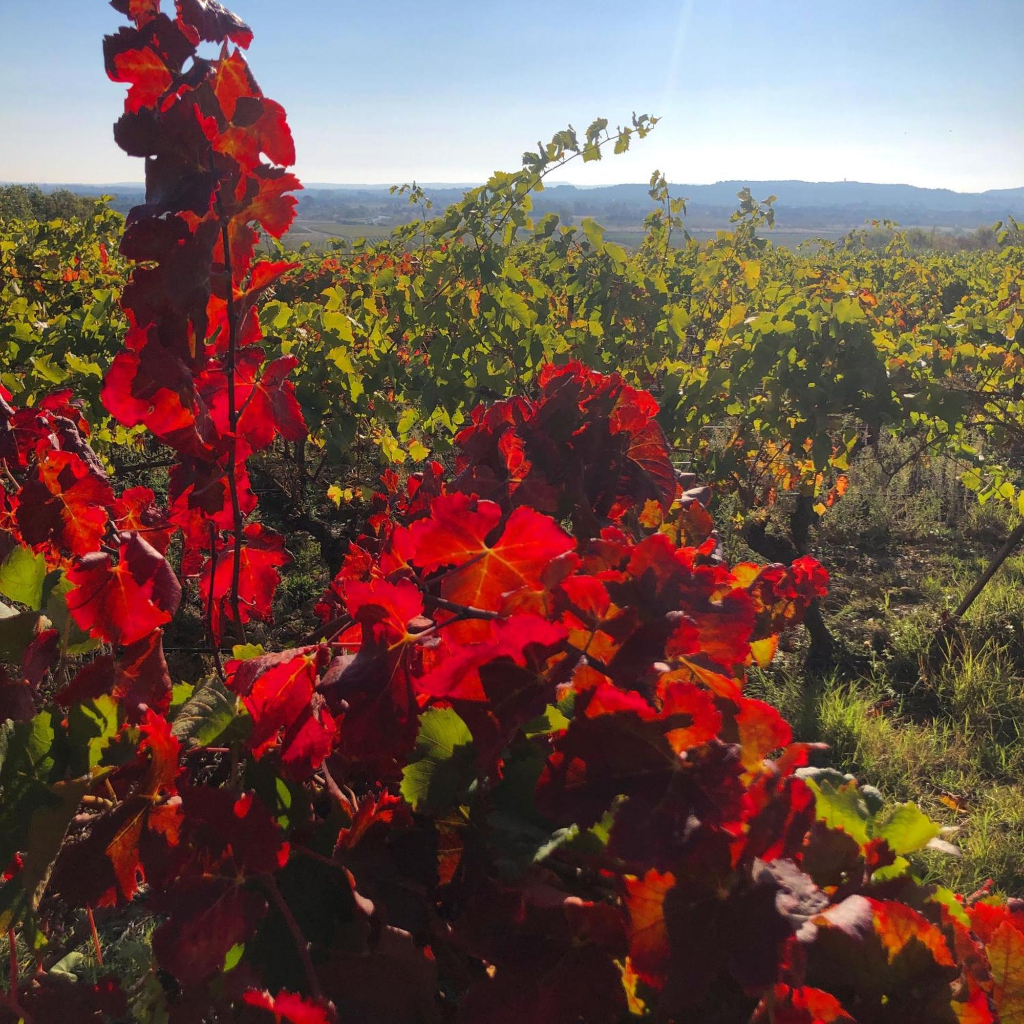 Maison Du Midi, 2 Gites De Charme Ginestas Exteriér fotografie